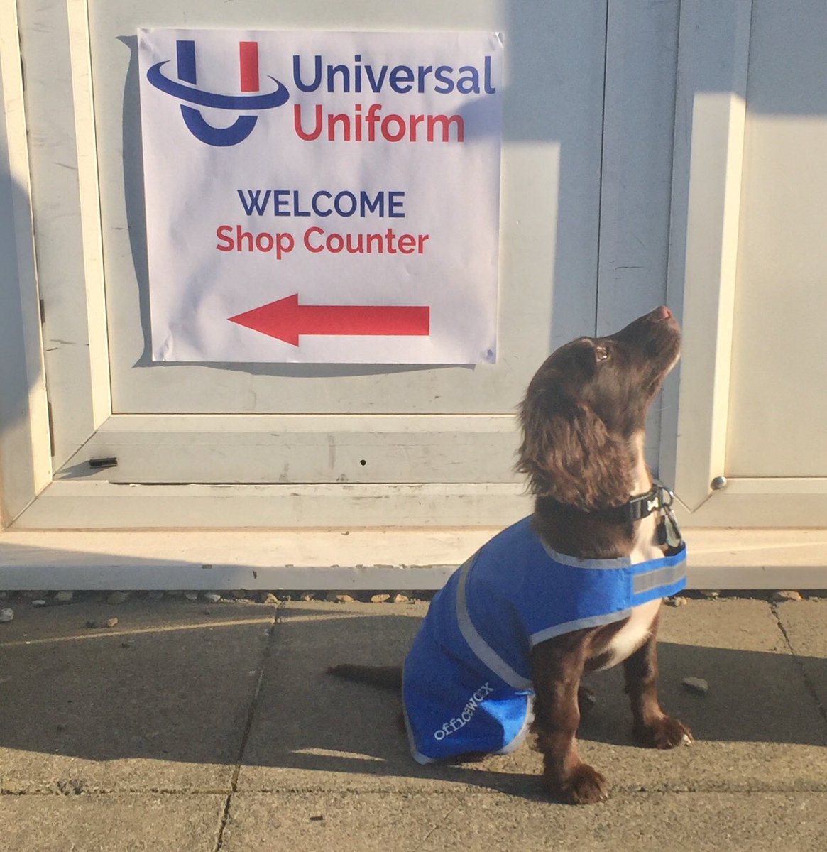 UniversalUniUK's tweet photo. A visit from our favourite puppy has perked us up this afternoon! Looking super-cute in your new coat Evie @officeworx #OfficeworxPuppy https://t.co/T5ELuaKASW
