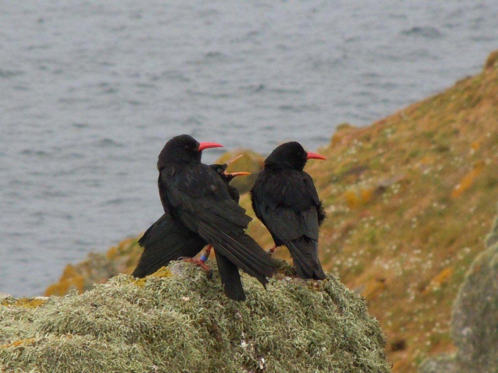If you like being outdoors &amp; at one with nature, then the choughs of St Just in Penwith could do with your help making sure they breed successfully this year. Not only will you be part of their successful return, you could get a NT volunteer card too! DM for details. pls RT!