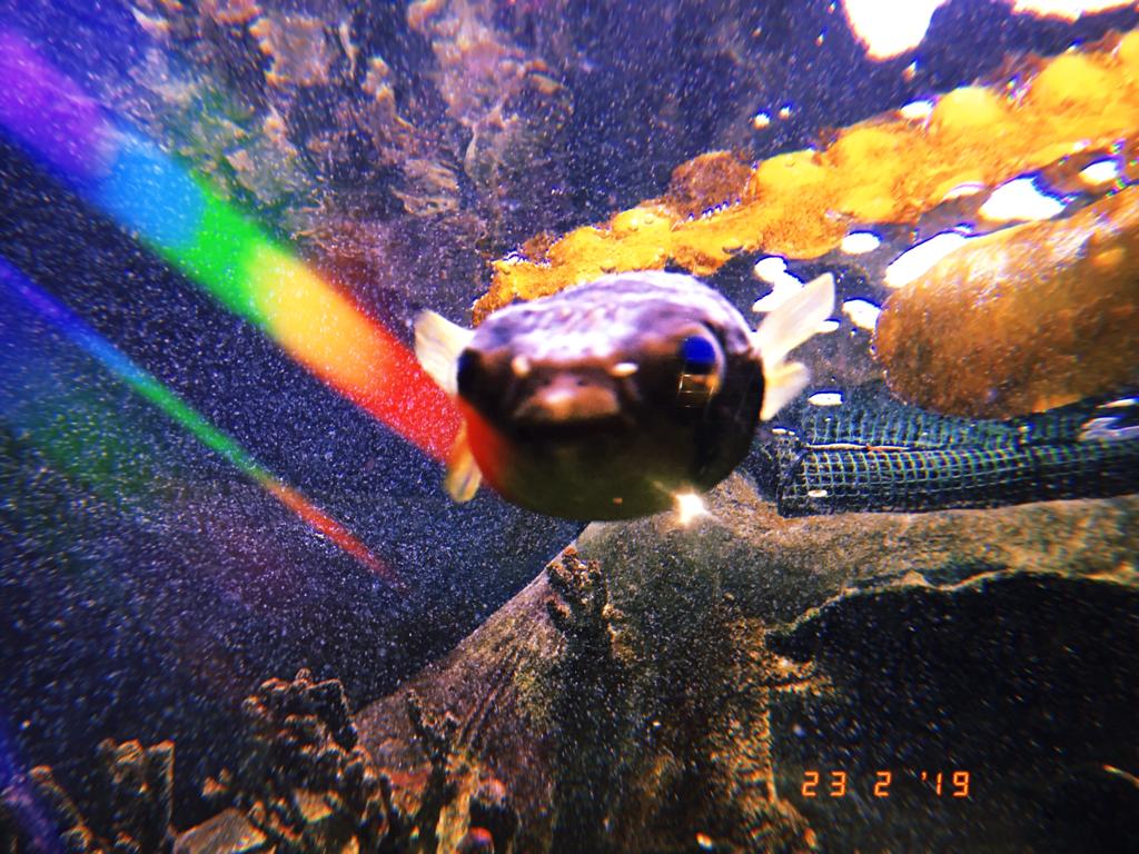 PlymUniApply's tweet photo. Happy #humpday everyone! Did you know that Plymouth has the largest aquarium in the UK? We love visiting @NMAPlymouth
🦈🐠🐙🦐 #aquarium #nma #swisbest #plymouth #plymuni #conservation #turnthetideonplastics https://t.co/2DO612lxCi