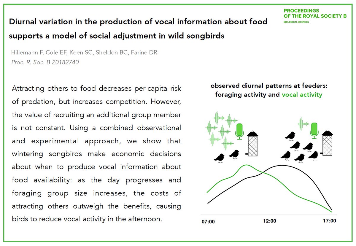 wintering songbirds produce more vocal information about food in the morning - why? because the benefits of attracting others diminish when group sizes increase

our paper is out today: royalsocietypublishing.org/doi/pdf/10.109… with <a href="/EllaFCole/">Ella Cole</a> @Sara__Keen @Ben_Sheldon_EGI @DamienFarine

(1/2)