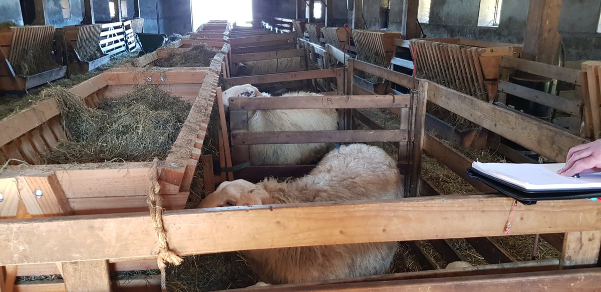 De lente in je bol, heerlijk! #voorbereidingen #ontbijten #originelelocaties #lieveschaapjes #schaapskooi