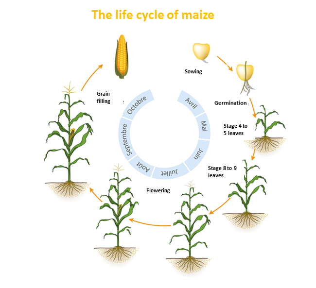 AgriProgress's tweet photo. Did you know? #Maize seeds are sown in the Spring, from mid-April to late May depending on the region. After sowing, the plant develops over a period of 5 to 7 months. Its cycle is divided into 3 distinct phases of development #aMAIZEd https://t.co/L7scZEpN3L