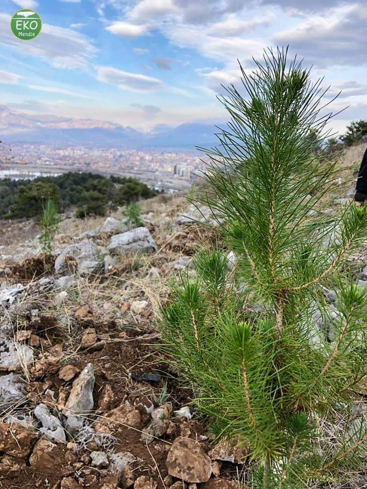 MendjeEko's tweet photo. U shtuan & 100 fidane 🌲te tjere Ballkonit te Bunes.
Aty ku nje dite enderrojme qe te krijohet parku natyror!
#EKOMendje #MeShumeFrymeShkodres #ShkodraAshtDashni #krijoO2tend #mbill5peme #cleanandgreen2020 #smilealbania 🌞 https://t.co/YvsBPMwgUb