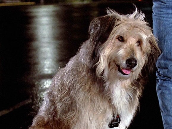 バックトゥザフューチャーのアインシュタイン犬種は雑種 コペルニクスについても 特撮ヒーロー アニメ情報局