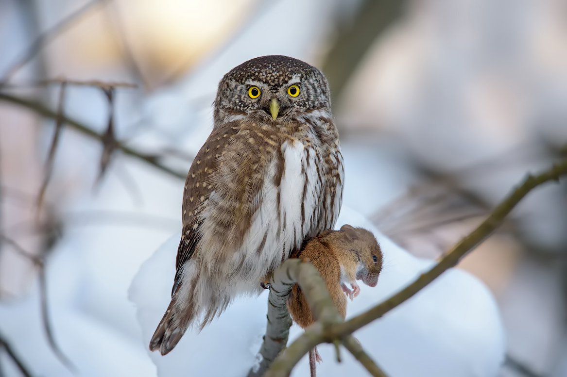 Воробьиный сыч. Сыч мышь. Сыч мышь. Сыч мышь. Бородатая неясыть охота.