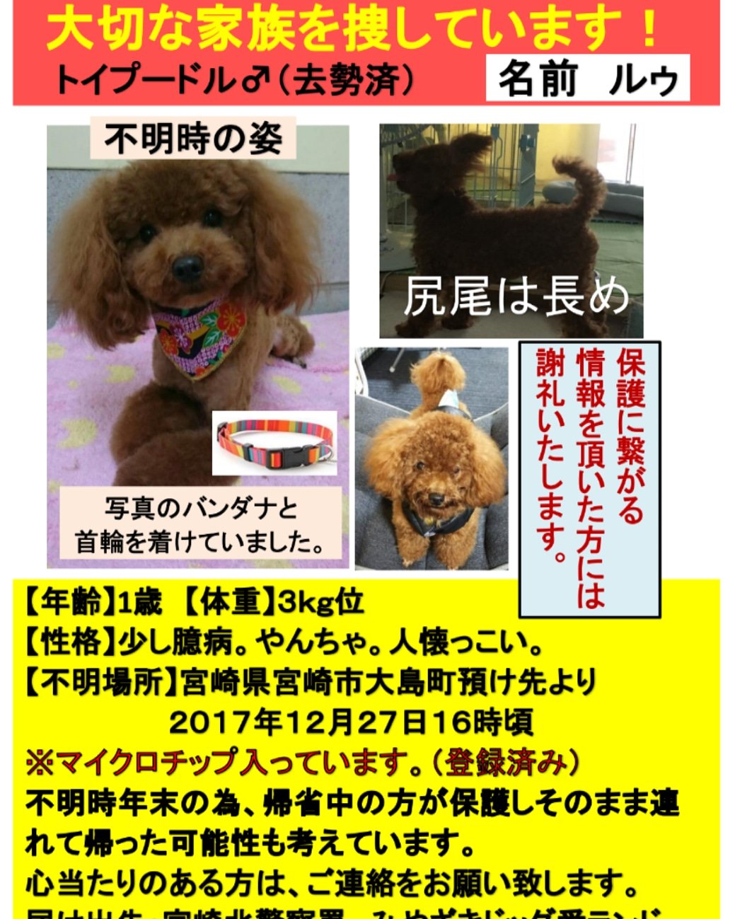 トイプードルのルゥくんを捜しています N Pamapama Twitter