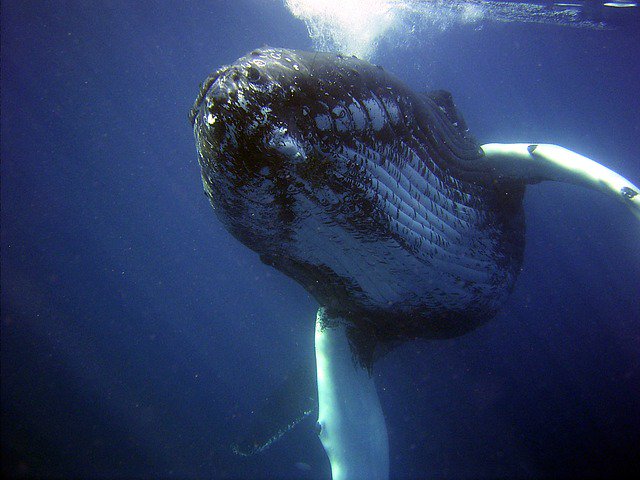 OurOcean's tweet photo. Happy #WhaleWednesday 🐳 https://t.co/TLLh5V51G4