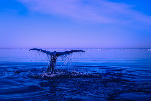 OurOcean's tweet photo. Happy #WhaleWednesday 🐳 https://t.co/TLLh5V51G4