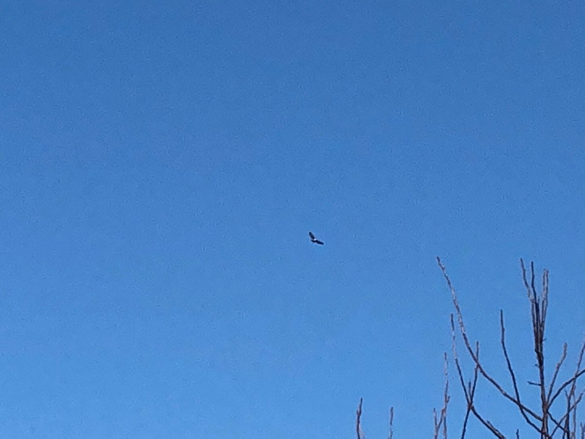 maduc's tweet photo. Ik denk dat ik zojuist n visarend gezien heb boven Bruchem. #kandat? https://t.co/Yj9y9TL64z