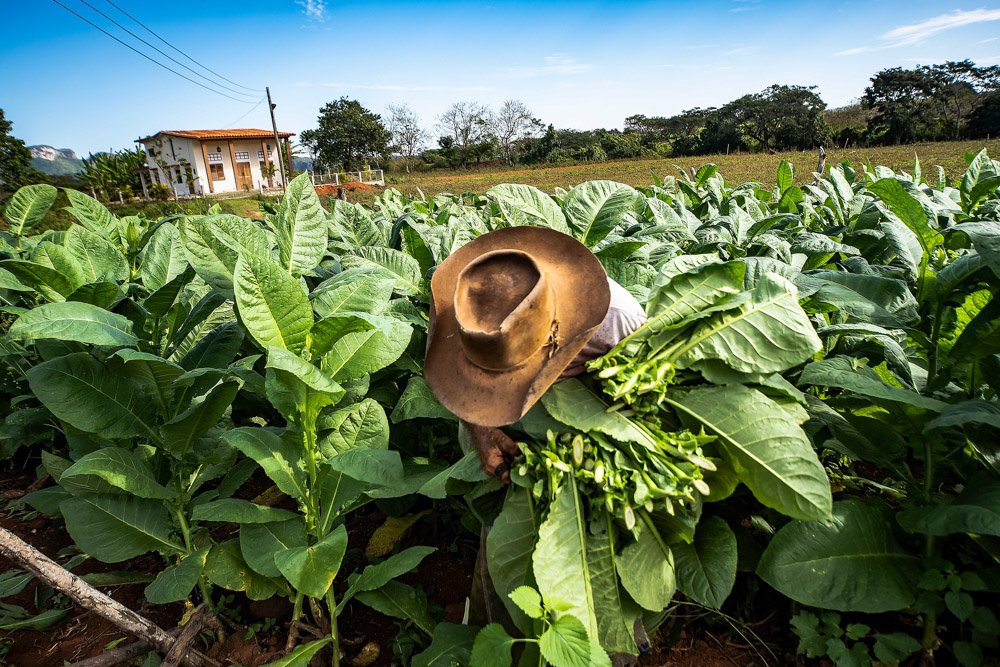 Cuba : la terre du tabac 
notre article à ce sujet est disponible sur notre blog. 🙂📸 Pour le lire RDV ici: bit.ly/2SCuZCJ