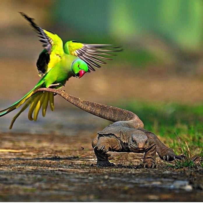 GF_Shop's tweet image. Tag of War! A moment when a mother parrot is attacking a monitor lizard that had been traying to predate her eggs. 🐣🐣🐣 
@rathikaramasamy 
#wildlifeconservation