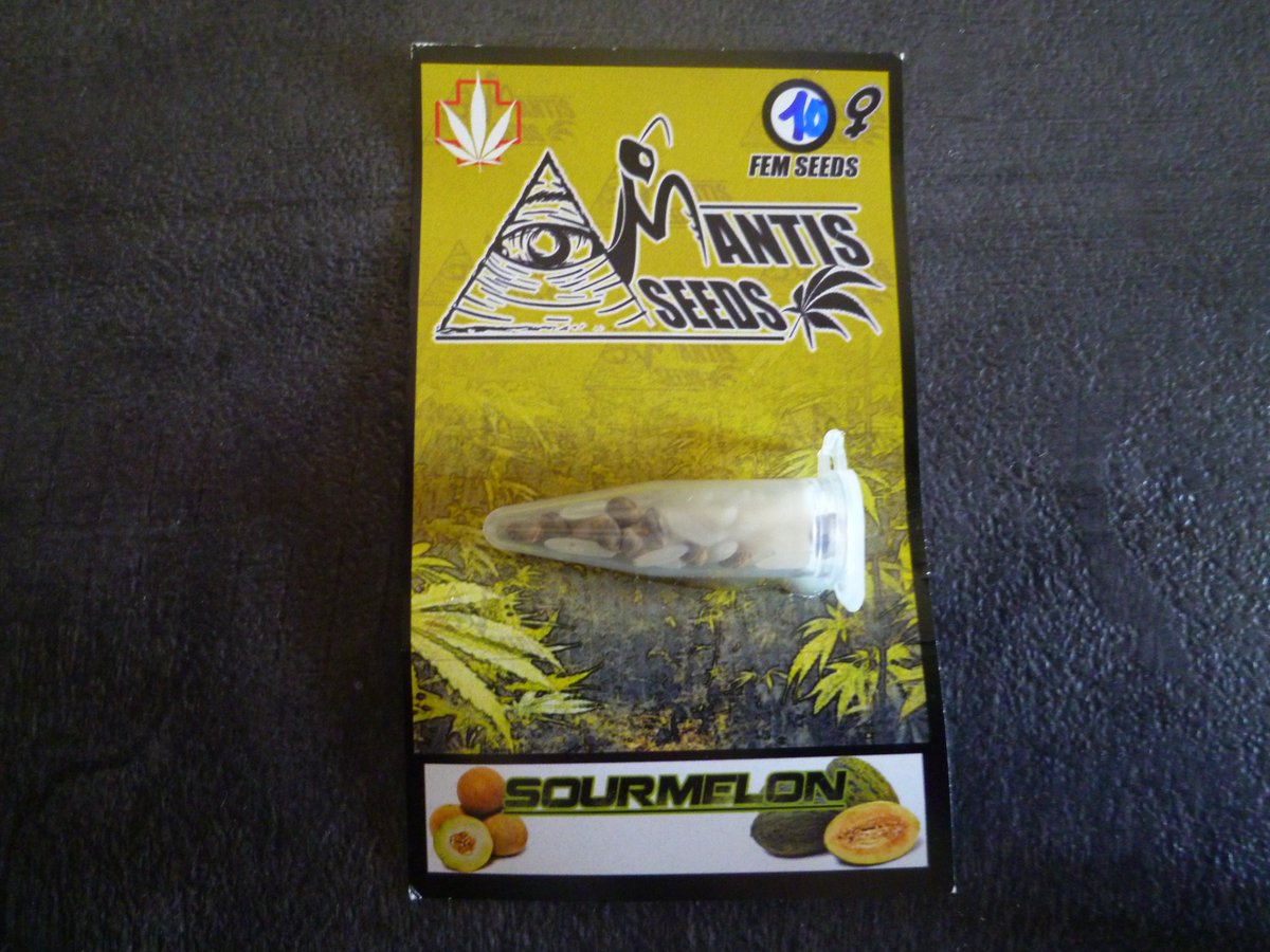 StephandjoG's tweet photo. Thanks to Mantis Genetics for that nice giveaway 👍
10 regular seeds of #deepchunk and 10 feminized seeds of #sourmelon 😁👍
#mantisgenetics https://t.co/jk8Mf17vAd
