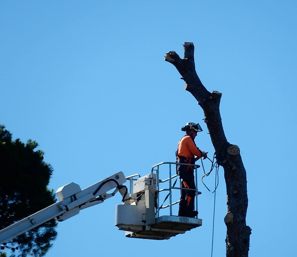 RuffordTree's tweet photo. As we look into #tree looping and tree pruning, Rufford Tree Services want to discover which is best for both the tree and your space. To find out which is best, head over to our blog... https://t.co/enX2fP88DS https://t.co/ErFUfHX2C1