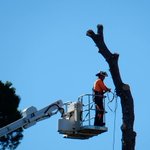 Photo by @RuffordTreeServices (@RuffordTree)
