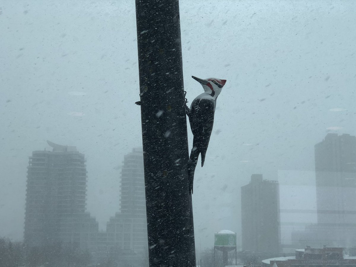 MTCC_Events's tweet photo. View from our South Building this morning #snowTO ❄️❄️ https://t.co/uX00mQ2g3n