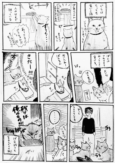 【 食いしん坊 】

うちの猫(兄)は三度の飯より飯が好きです。

#ねこ #猫 #漫画 #猫漫画 
#ぐうとぼんぼん 