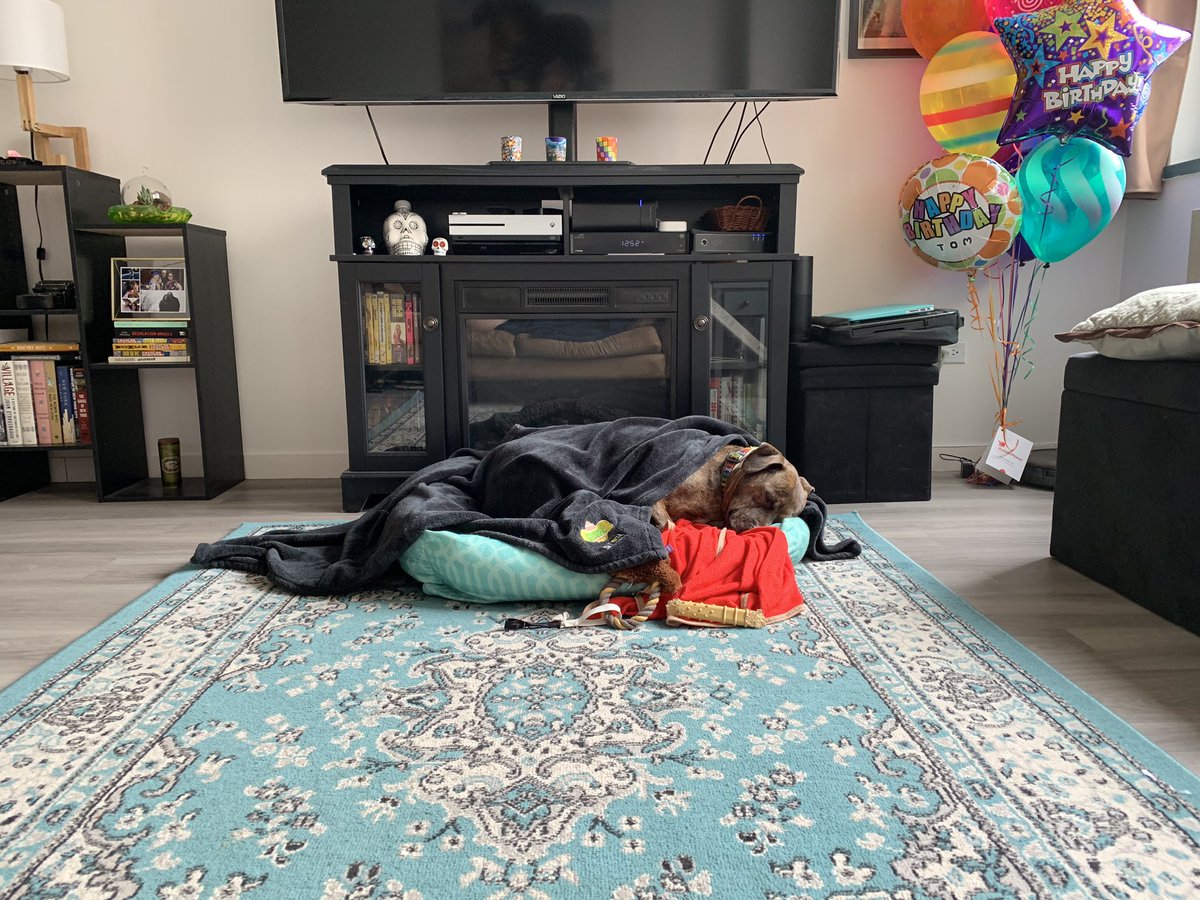 thekonapersona's tweet photo. Betcha can’t find the center of attention 
#beingkona #alwaysnapping #pitbull #pitbullsofinstagram #dogsofnyc #dogsofnewyork https://t.co/0DoNpwnUVH