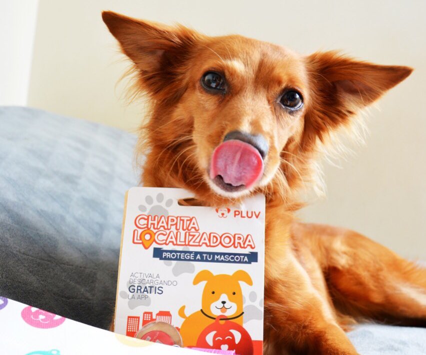 🐶¿ AMÁS A TU MASCOTA ?🐱
Identificarla puede ser su boleto de regreso a casa. ¡Hacelo con Pluv! Seguinos y conocé todos los beneficios de la Chapita Inteligente ❤️