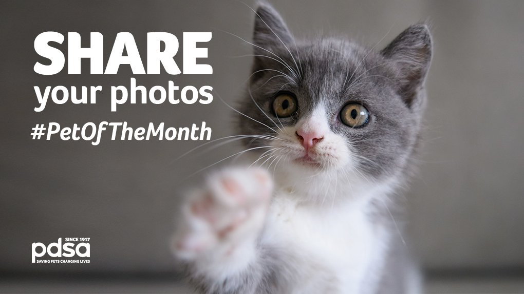 PDSA_HQ's tweet photo. Does your pet have #PetOfTheMonth potential?Share your CUTEST 📸 of your pet! At the end of the month we'll pick a winner to feature. https://t.co/bweRy8tR8N