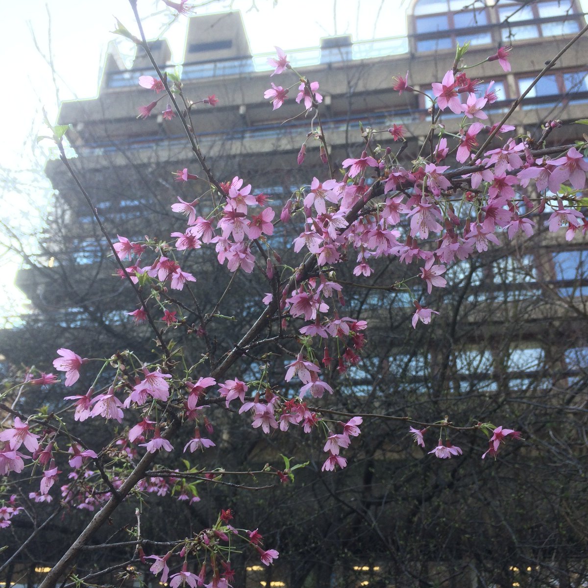 phoeb0's tweet photo. Wonderful morning in @BarbicanWLG  – saw cherry blossom, crocuses &amp; the remains of a peregrine falcon’s dinner. Frogs lazing around in ponds full of spawn. Lots of camera shy goldfinches &amp; a few robins too #wildlifegardening @CoLCityGdns #rewildinglondon https://t.co/ss1plHmnuj