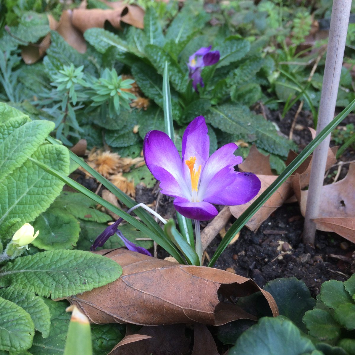 phoeb0's tweet photo. Wonderful morning in @BarbicanWLG  – saw cherry blossom, crocuses &amp; the remains of a peregrine falcon’s dinner. Frogs lazing around in ponds full of spawn. Lots of camera shy goldfinches &amp; a few robins too #wildlifegardening @CoLCityGdns #rewildinglondon https://t.co/ss1plHmnuj