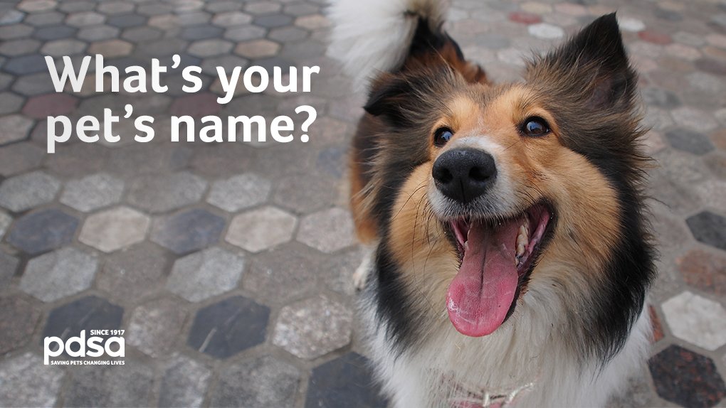 PDSA on Twitter: PDSA on Twitter: