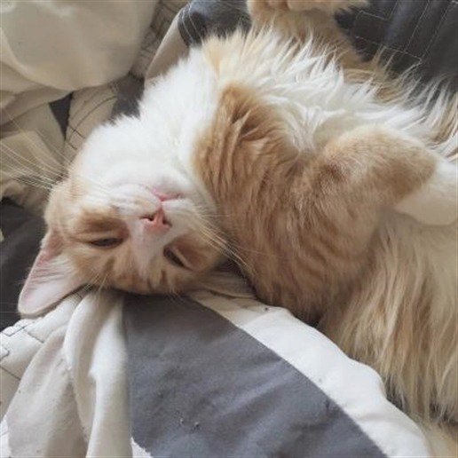 Uyku...Biraz uyku...