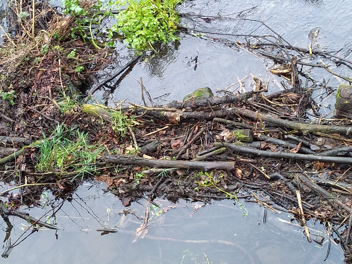 The Goit in the Abbey Park is our first #KirkstallKleanUp, very wet and muddy but worth doing! More to come soon. 

#Litter #environment #Rubbish #CleanUp