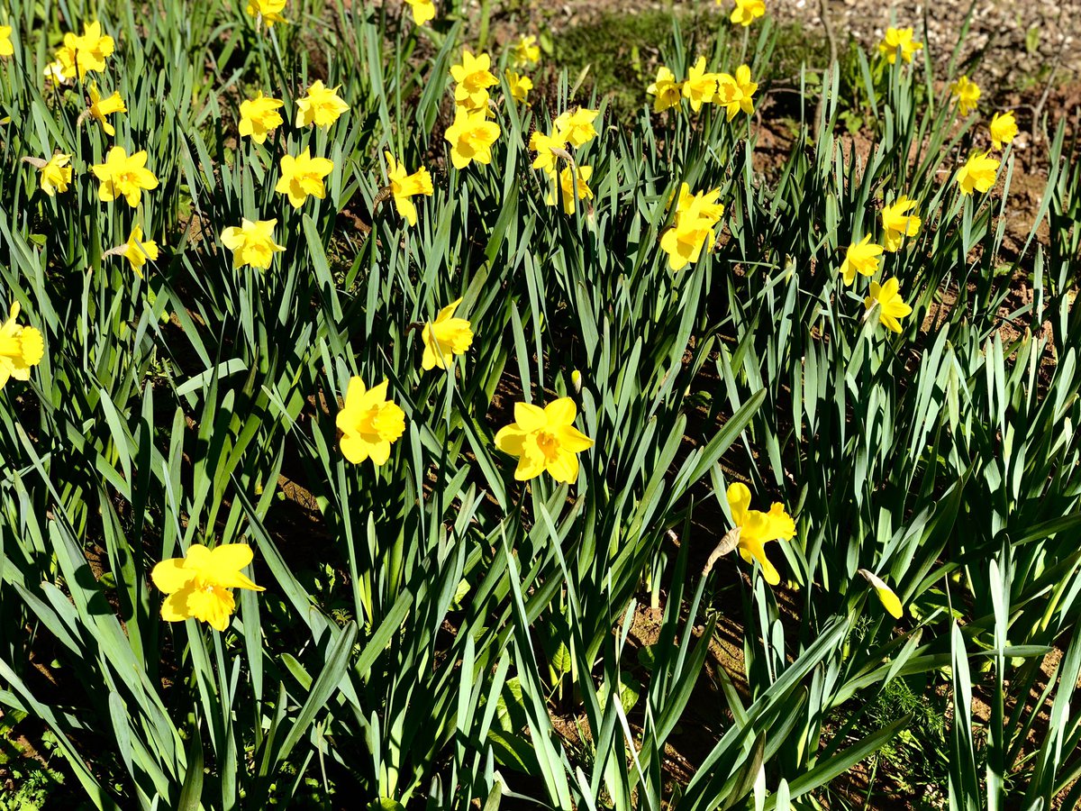 ExeterPfp's tweet image. Lovely to see our donation to the community garden bloom so well, we are proud to be a part of this project that so many people can enjoy 🤓🌼 #springflowers #exeterlivingawards