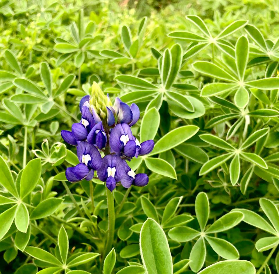 TPWDparks's tweet photo. I spy with my little eye something blue...

#GoodNews: experts are predicting an impressive wildflower year across #Texas due to heavy rains in 2018! 

#TXStateParks #Bluebonnet #GooseIslandSP https://t.co/C6VYI548BV