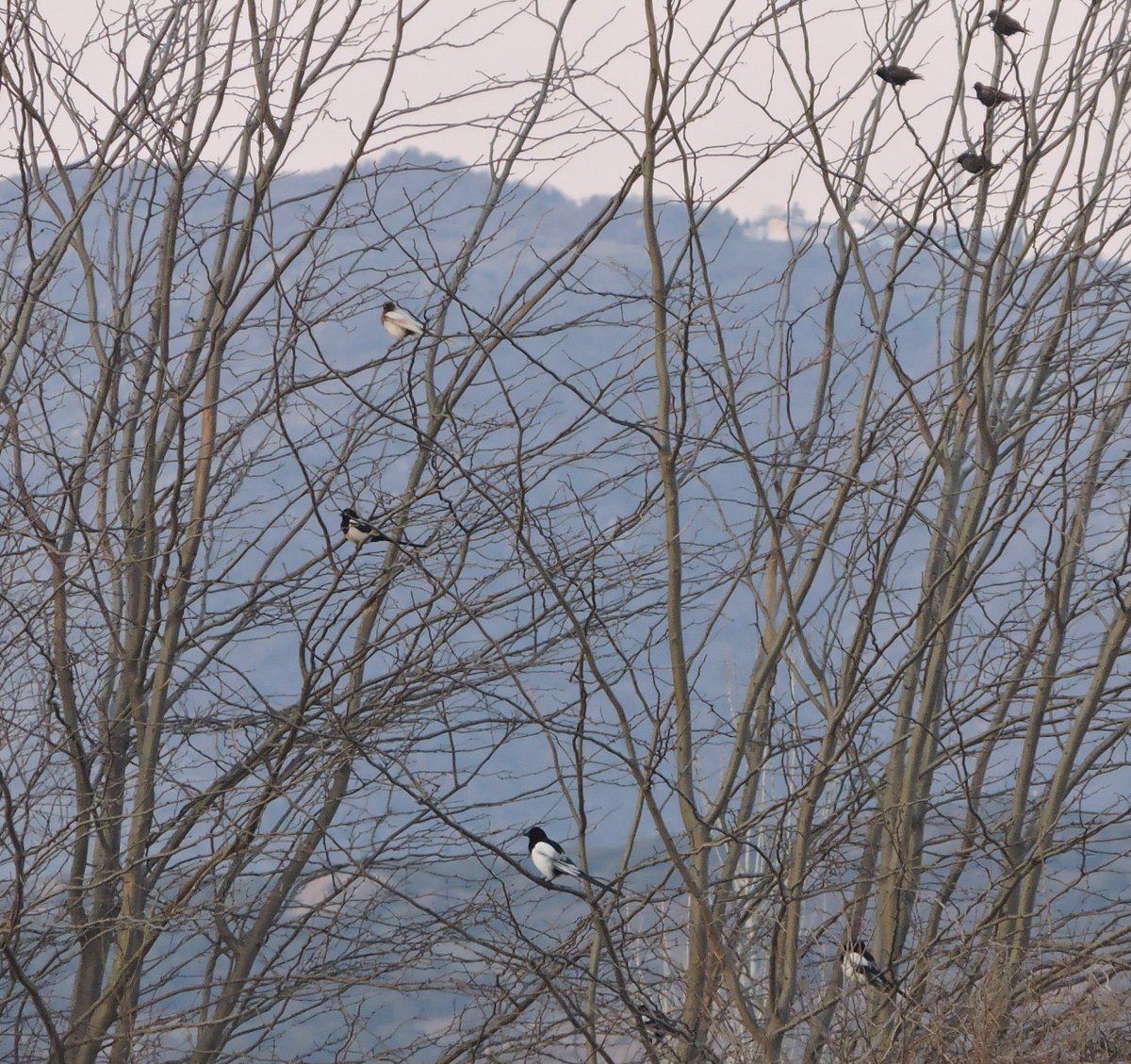 МЕД/MES tweet media