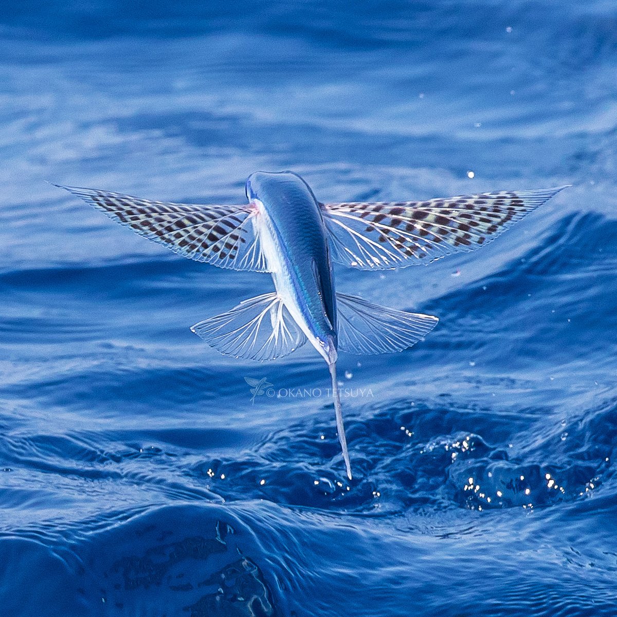 T Okano アヤトビウオ 綾飛魚 Yellowing Flyingfish 胸鰭の模様が特徴的です 体長27cm前後になる トビウオ科ではずんぐりしていいる 市場魚貝類図鑑より とある通り 35cm位になるトビウオと比べると小柄で撮影時に大きさと胸鰭の模様で分かる