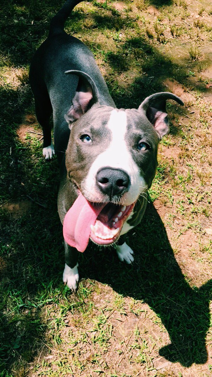 joleenmleal's tweet photo. i just want my baby to come home so if anyone happens to see him on Hwy 64 from 109 to arena 64 towards Hartman, please let me know 😭💔 https://t.co/nUVOV1YB5N
