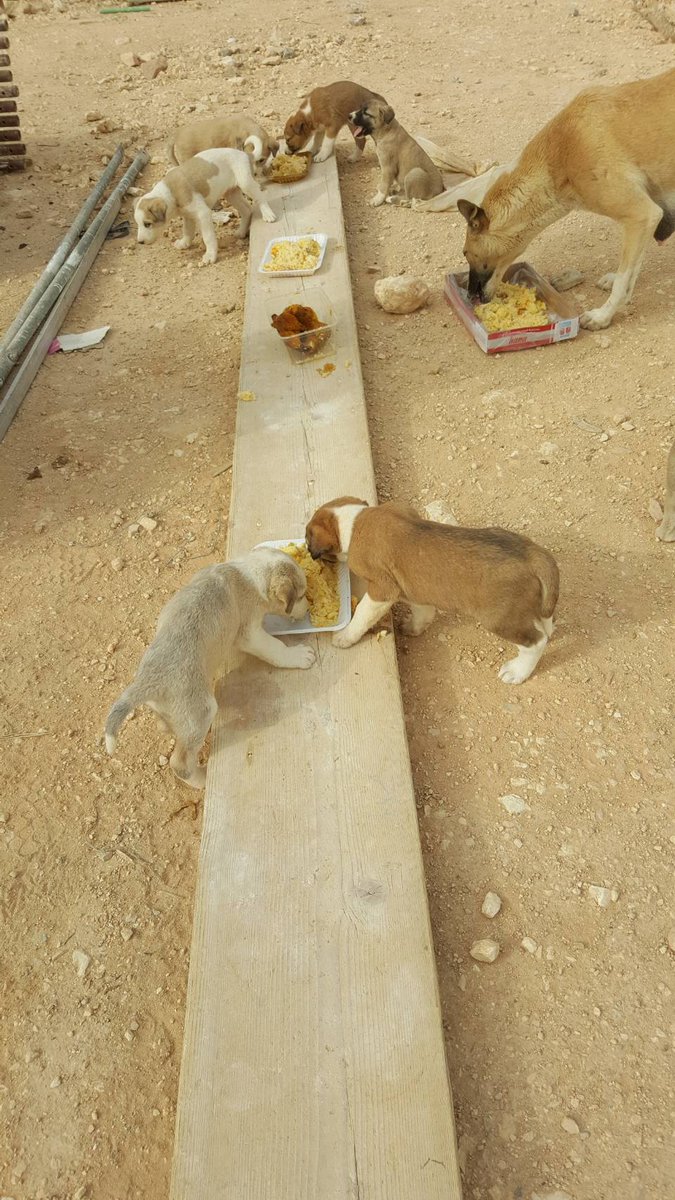 Riyadh Animals tweet media