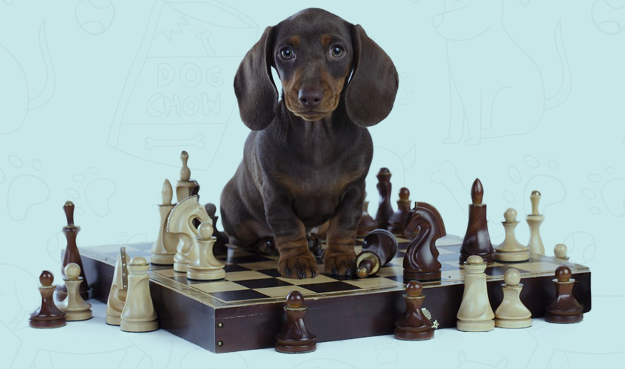 Mypetcaring's tweet photo. #Develops your #Dog's Hidden #Intelligence
Get it from here https://t.co/cn07Lrx8WY https://t.co/PX8x6yT1lI