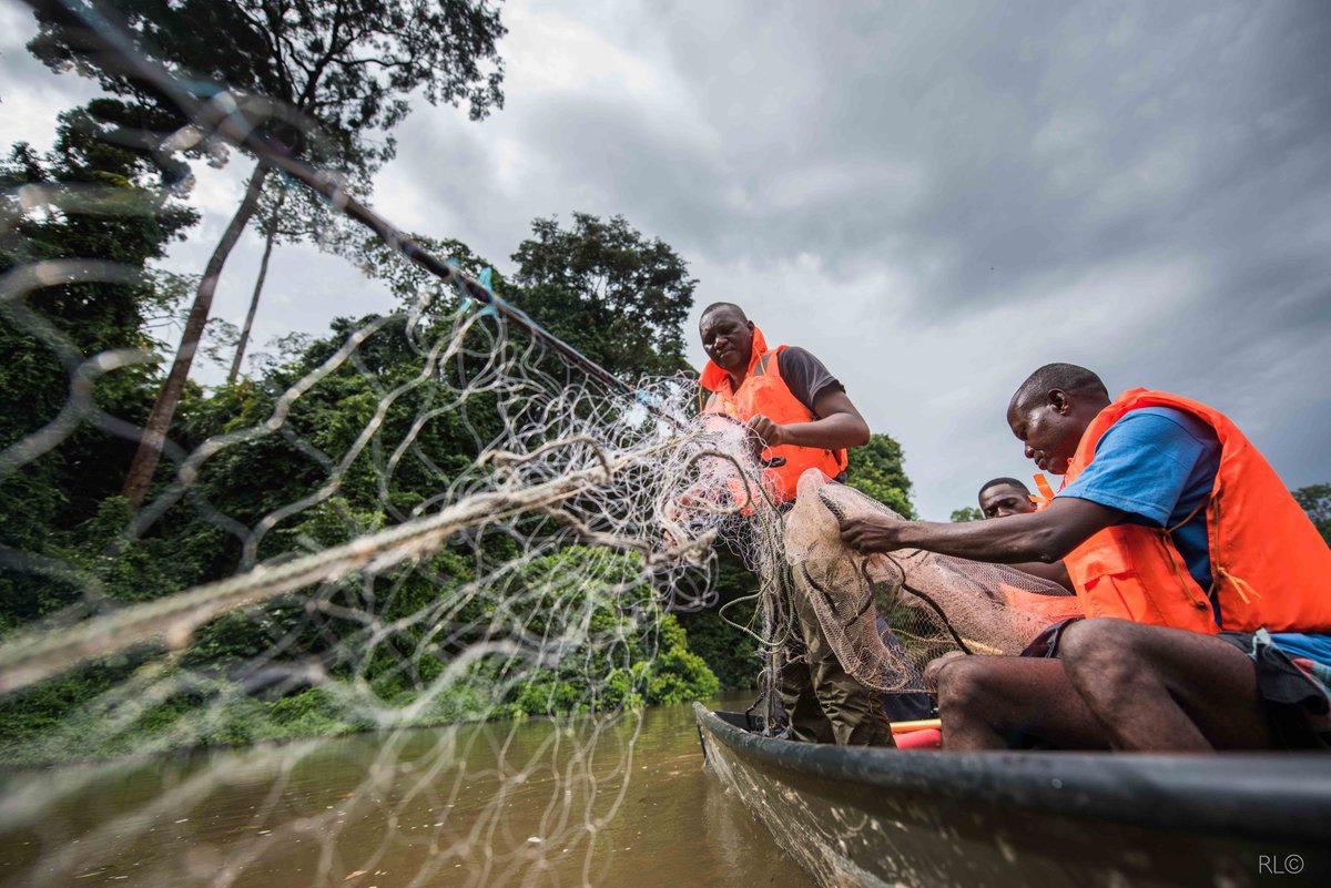 Nature_Africa's tweet photo. We're hiring a Freshwater Fisheries Manager in Gabon. Visit https://t.co/7KZIZlaVRO and search Job ID 47379 to learn more. Applications are due March 15. https://t.co/YCAHSQ7WwL