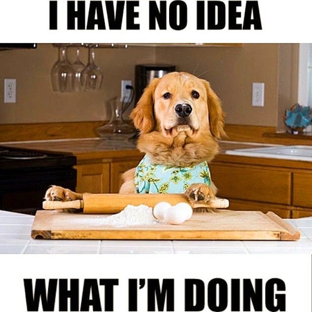 mybobwallace's tweet photo. Don't know what you're doing in the kitchen?! We can help you find new appliances to make things a little easier!
#dailymeme #kitchenmeme #cookingmeme #dogsofinstagram #funnydog #newappliances #huntsvilleal https://t.co/SAdCHfFhJa