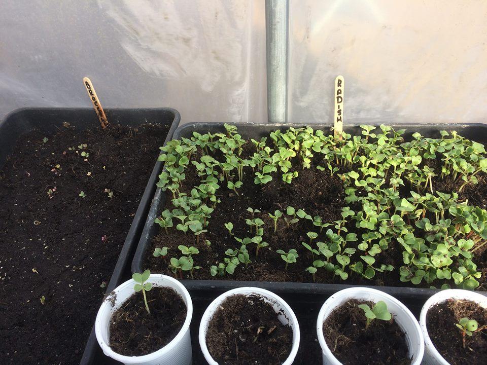 Thanks to everyone who turned out today to help in our community garden.
We still have beds spare for local families to adopt.

Compost turned, sorrel started, seedlings pricked out. Perennials moved on to allotment. What beautiful weather. A pleasant distraction from cold season