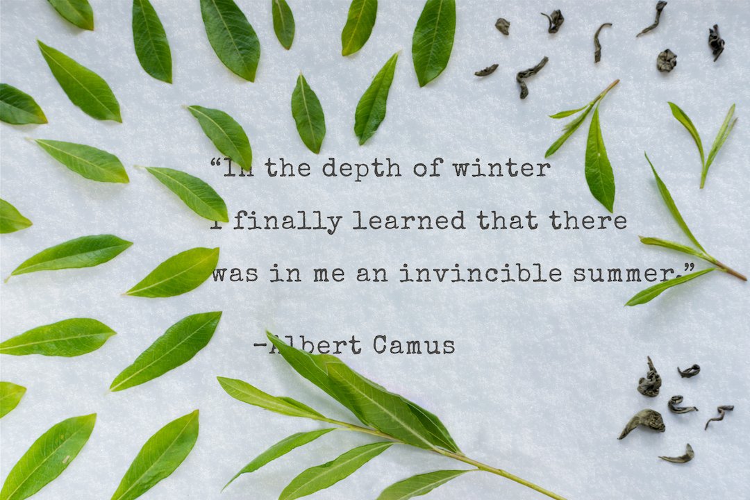 GoodEarthTea's tweet image. #Shine on 🍃🌻