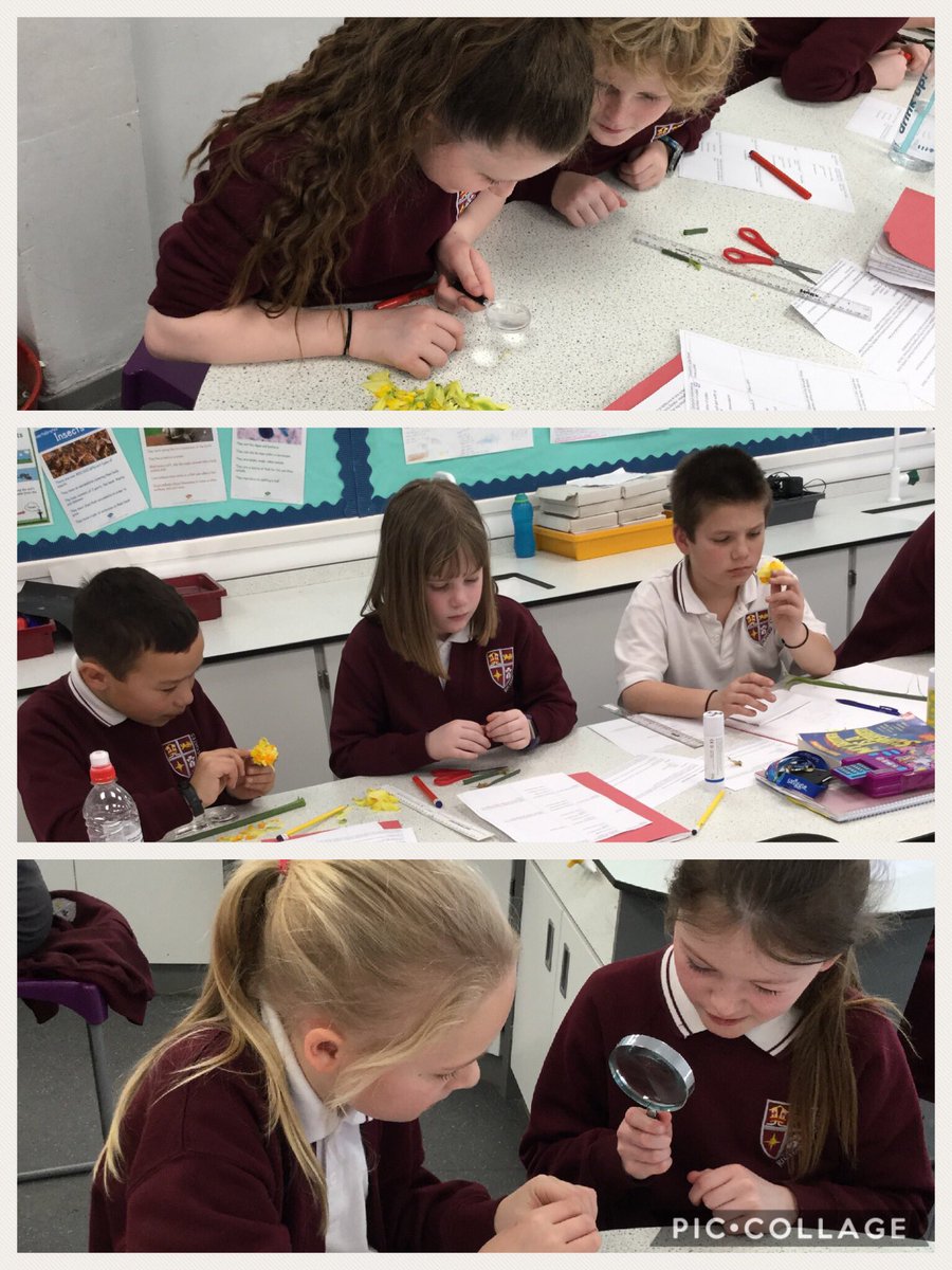 @RCS_Year5 tweet media