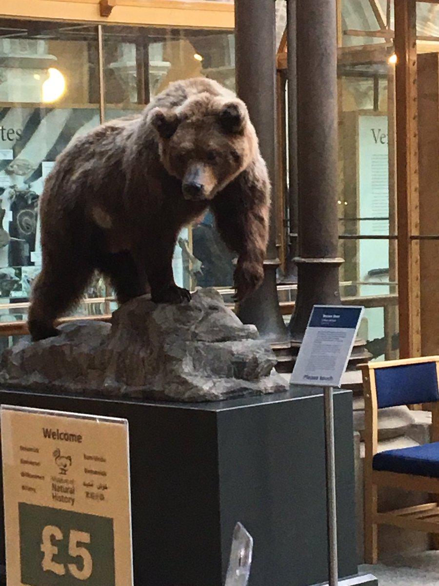 Emily73995366's tweet photo. @SHSOxbridge 

The thought of not getting into Oxbridge now is unBEARable 🐻
Hannah, Sanah, Emily  and Kelsey https://t.co/Um5wy5yWFi