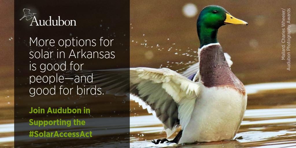 audubonsociety's tweet photo. Arkansas: Solar energy is viable and growing in the state. It benefits not only birds, but people too. Tell your representative you support the #SolarAccessAct. Take action today: https://t.co/HJDW7MO8uU https://t.co/hLfYhTJVTE