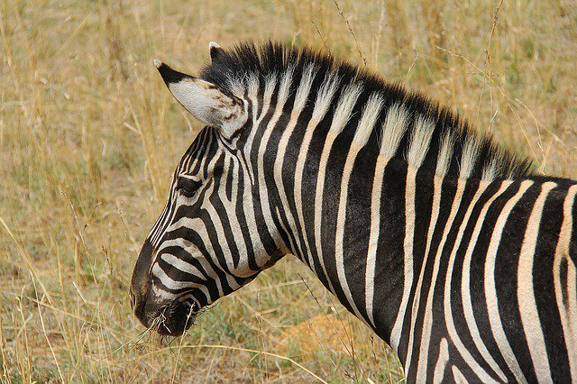 airfarewatchdog's tweet photo. An excellent fare to South Africa from Texas! Houston #IAH - Johannesburg #JNB🇿🇦 $689RT on @qatarairways for travel from March through December. https://t.co/TkGGS9sPK5 #airfare #flights https://t.co/n5031zFq9i