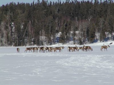 WCS_Canada's tweet photo. Speak up for endangered species!

Read about our response to Ontario's review of the ESA on the front page of our website: https://t.co/pjZOrkkjVD

You can participate in the review until March 4th: https://t.co/Uv7ONwf04i 

#SOS #SaveOntarioSpecies #OntarioESA https://t.co/YvNC8aiqdd