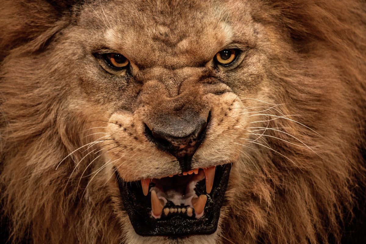 Cre8veWellness's tweet photo. Are you focusing on the lion's teeth? - https://t.co/rVBLw3Ngmd https://t.co/DdnNXT9dFQ