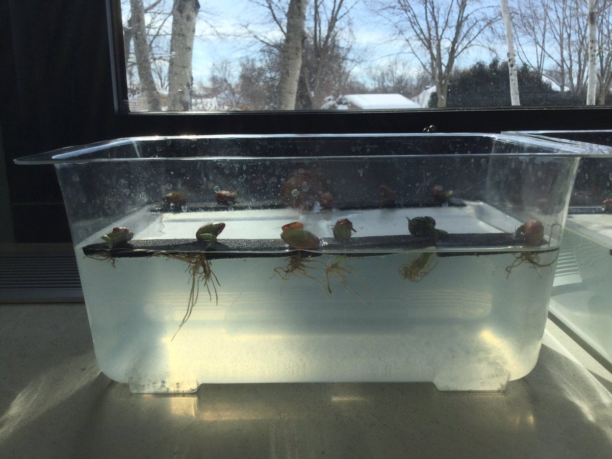 MrsSkoglund's tweet photo. Q: Do you need soil to grow plants? 
A: No
Check out our #hydroponic bush bean stations in our very own classroom! #gwgreats #structuresoflife https://t.co/Rc3QZVojUt