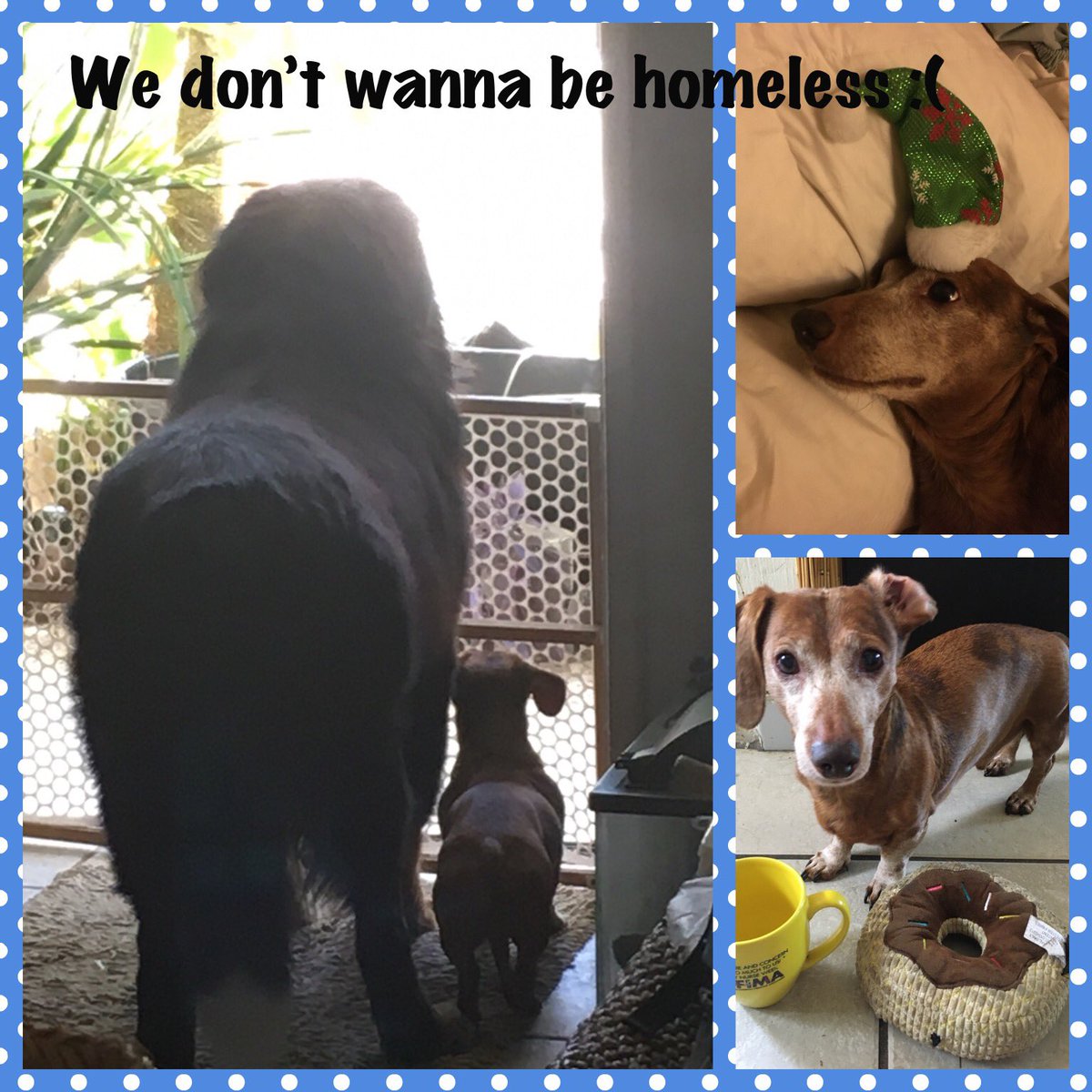 Melm771's tweet photo. I qualify for a small home loan. With $2,500 This can happen. A for ever home for me and fur-kids. No more threat of homelessness!! ππ»
https://t.co/933K9FaF4B
https://t.co/VjT4pyZulf
#secretbluebutterfly π¦
#help #charity #randomactsofkindness #bernese #Dachshund
#human #rt https://t.co/dxloFJhTZb