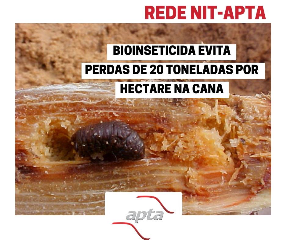 A <a href="/agriculturasp/">Secretaria de Agricultura e Abastecimento</a>, por meio do <a href="/biologicosp/">Instituto Biológico</a>, trabalha no desenvolvimento de um novo produto para combate do bicudo, uma das principais pragas da cultura da cana. Saiba mais: bit.ly/2XqkEMI   #inovação #controlebiológico  #nematoides #cana #sanidade #agriculturasp #APTA