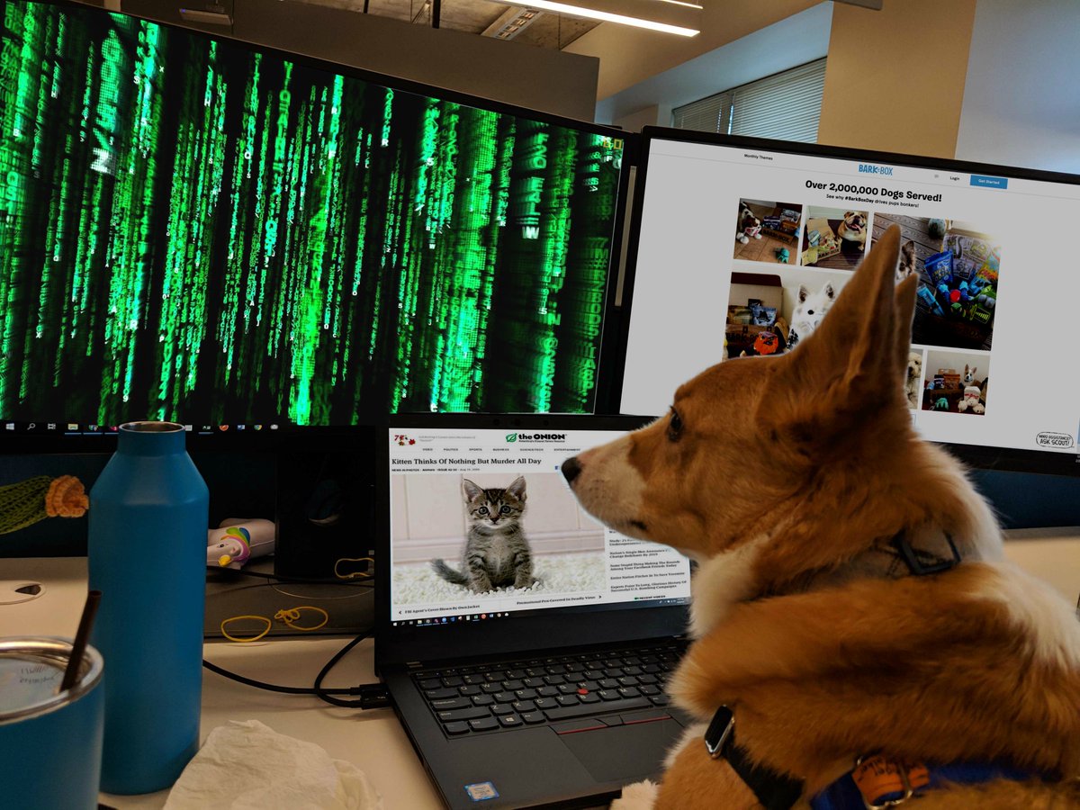 dogsofoutreach's tweet photo. "Nobody is giving me toys or treats so I'm gonna make some outta code." -Truffles #trufflyfe #dogsofoutreach #barkbox #code #coding #dogswhocode #workingdoggo #outreach #toys #givemetreats #corgi #corgisoftwitter #dogsoftwitter @darth @barkbox https://t.co/1UX4gn4nK7