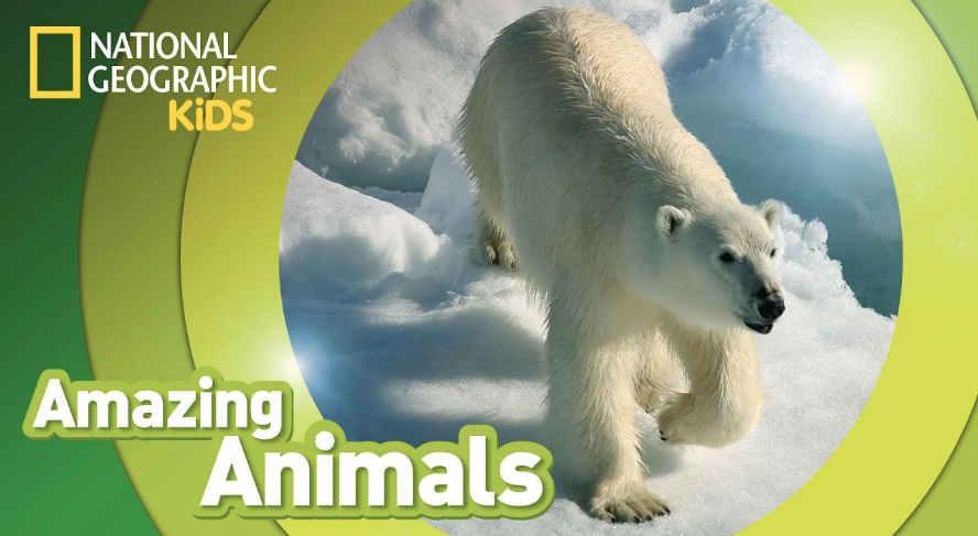 NGKids's tweet photo. Polar bears spend most of their time at sea. Celebrate #InternationalPolarBearDay with this "cool" video. https://t.co/j5lFKU6LZi https://t.co/rj3KUXSFg7
